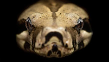 Злоумышленники задумали скормить ребенка огромному питону