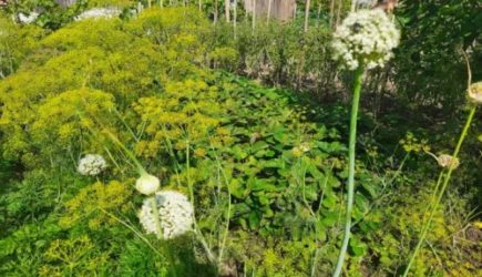 Зачем нужна полынь в огороде &ndash; дачники сажают специально &ndash; результат удивит всех