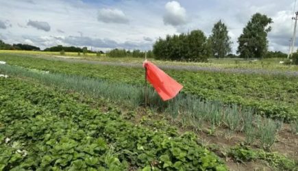 Щавель: с чем его можно сажать на грядке, а с чем нельзя &ndash; ошибки, которые лишают вас урожая