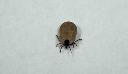 Врач рассказала, сколько времени есть у укушенного, чтобы вытащить клеща