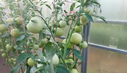Любопытный народный метод: при посадке помидоров в лунки кладите луковую шелуху