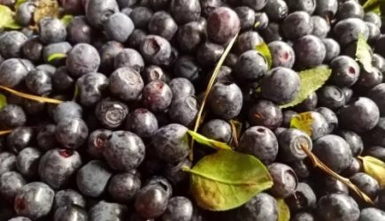 Какая еда полезна для зрения: 6 фруктов и ягод — полезно и вкусно