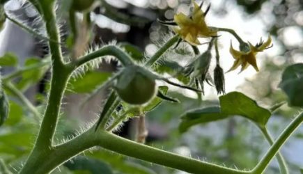 Как избавиться от тли: есть возможность справиться без химии