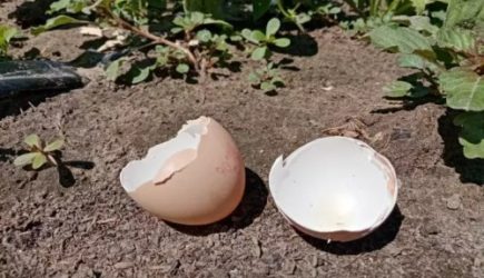 В огороде и скорлупа пригодится: как правильно ее использовать &ndash; популярные ошибки огородников