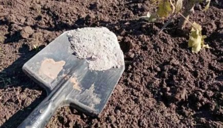 Смешайте соду с золой: получится суперсредство — вот как использовать его на даче