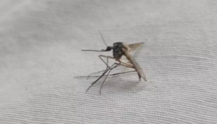 Как бороться с укусами комаров и мошек: способ из народа