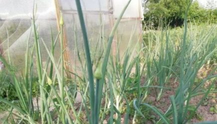 Головки будут размером с ладонь: чем полить лук, чтобы лучше рос