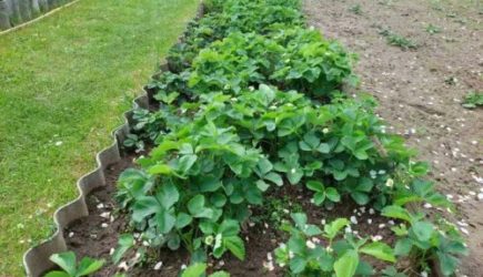 Как использовать молоко на огороде: секреты применения для богатого урожая