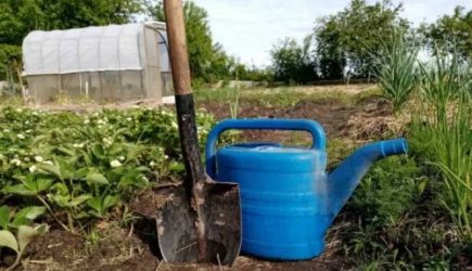 Чего боятся личинки майского жука: как бороться с вредителем