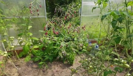 Можно ли использовать опилки в огороде: подумайте лишний раз