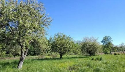 Что нужно делать, если на дереве появились мхи и лишайники: не счищайте – это не поможет