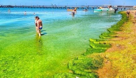 Туристы в Геленджике и Анапе поголовно жалуются на новую напасть