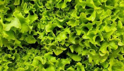 Раскрыты три простых правила долголетия и хорошего самочувствия