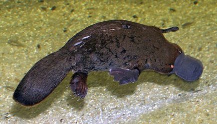 Утконос: Уникальное чудо природы Австралии