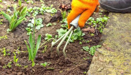 Ленивая прополка: как избавиться от сорняков с помощью картона