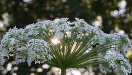 В России полностью уничтожат &laquo;&lrm;живучий и опасный&raquo; борщевик при помощи грибов