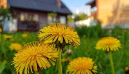 Одуванчики станут лучшими помощниками на огороде: опытный дачник раскрыл секреты их применения