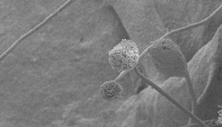 Погибнут миллионы? Грибы-убийцы угрожают Земле