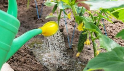 Поливаем огурцы водой с секретным ингредиентом &ndash; урожай будет на всю родню