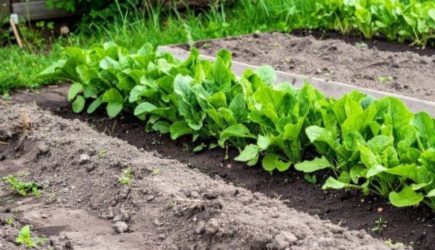 Майская подкормка творит чудеса: это средство превращает две сотки в настоящую плантацию