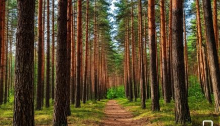 Прогулки в сосновом лесу: природное лекарство для тела и души