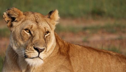 Его убил хищник: известный бизнесмен вышел из палатки в туалет и погиб