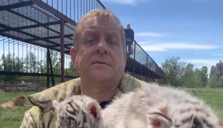 Появились подробности состояния директора «Тайгана» после нападения тигра