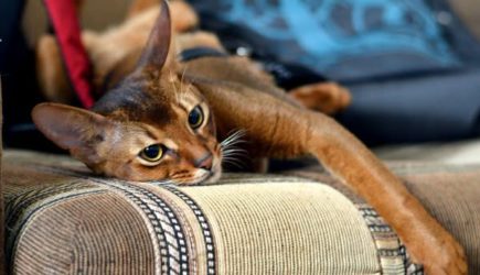 Даже не вздумайте: почему нельзя пускать кошку на кровать