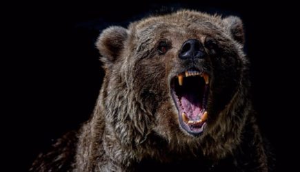 Медведь сделал селфи с туристом, съел его еду и самого туриста