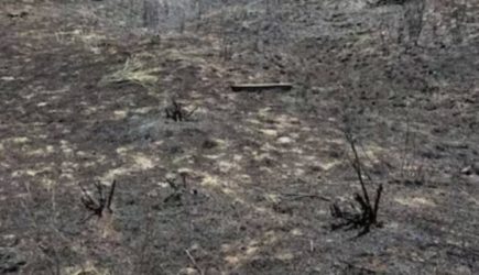 Рыба упала с неба и обесточила целый город