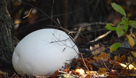 Россиянка нашла в лесу гигантский деликатес