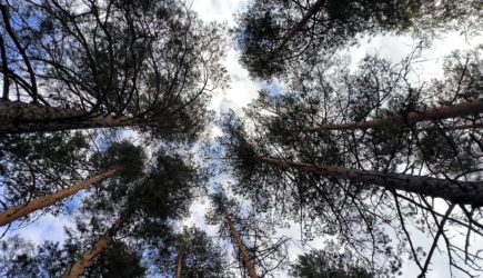 Российская актриса заблудилась в лесу и погибла