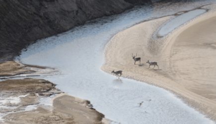 Печальный прогноз ученых о будущем северных оленей