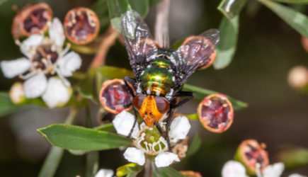 В США зафиксировали заражение человека мясной мухой