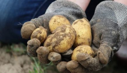 Производители польского картофеля в&nbsp;панике: продукция в&nbsp;ЕС продается слишком дешево