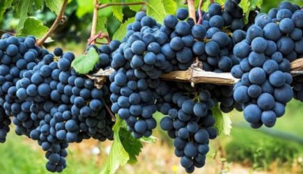 Этот суперфрукт стоит есть сейчас как можно чаще &mdash; продается во всех магазинах