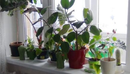 «Тихие убийцы» в горшках: эти цветы страшно держать в доме