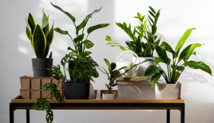 Комнатное садоводство для ленивых: 5 «неубиваемых» растений, которые простят вам все