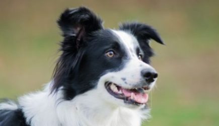 Пес лишился голоса, но спас жизнь целой семье (фото)