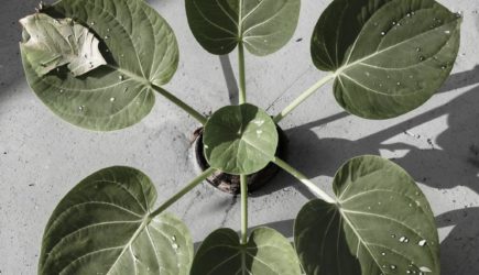 Природная польза подорожника и его применение