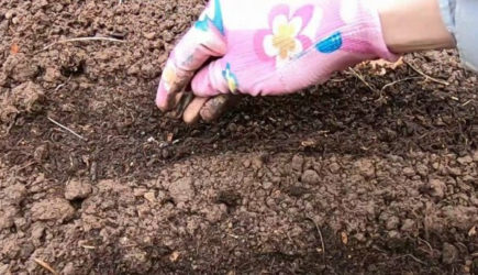 Что можно посеять под зиму: список культур и советы