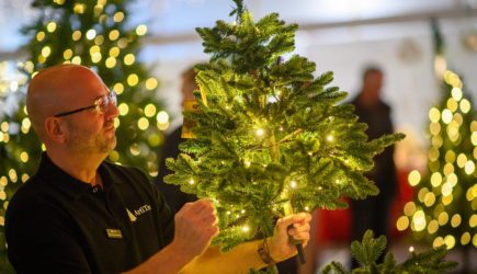 Россиян научили выбирать качественную недорогую елку