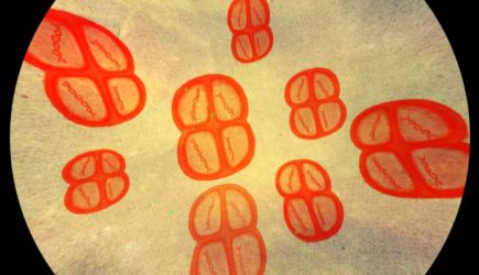 Самые живучие создания на планете