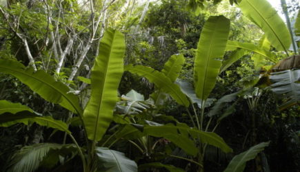 Венесуэла ответит на вторжение США партизанским сопротивлением или хаосом