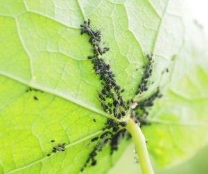 Где зимует тля и как предотвратить ее нашествие в новом году