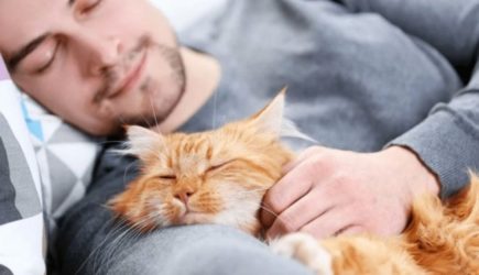 Врач: спящая рядом кошка сокращает вашу жизнь