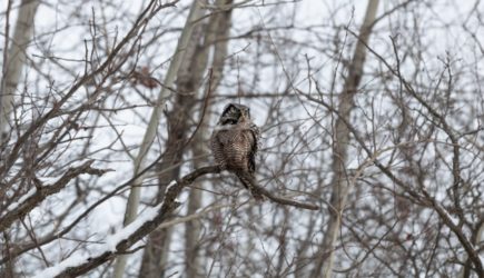 Россиянка спасла атакованного стаей ворон краснокнижного зверя