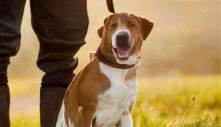 Собака &#8212; лучший друг человека