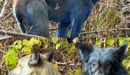 Синие собаки в Чернобыле