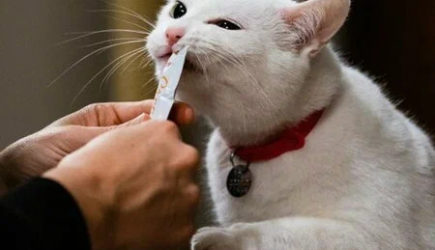 3 главные причины, что корм хвостику уже не подходит